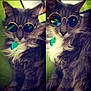 cat, sunglasses, grey_fur, white_fur, fluffy, pet, animal, indoor, portrait, split_image, green_background, cute, feline, accessory, collar, tag, relaxed, stylish, cool, funny