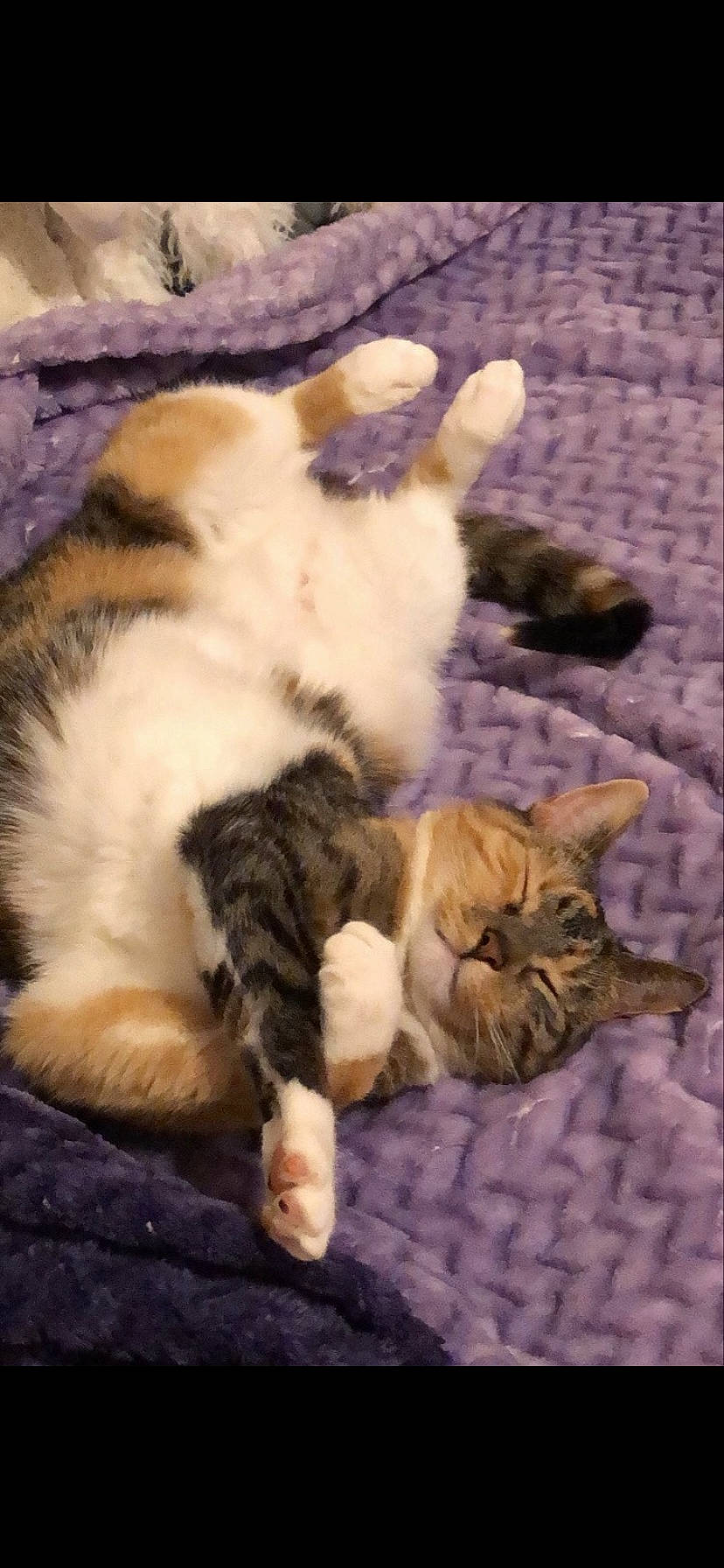 Angel is registered to the contest to win money with this photo: carnivore, cat, claw, comfort, domestic_short_haired_cat, fawn, felidae, fur, linens, nap, paw, sleep, small_to_medium_sized_cats, tail, terrestrial_animal, whiskers