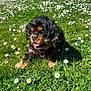 animal, black_dog, countryside, curly_fur, cute, daisies, dog, flower_field, grass, greenery, happy, nature, outdoor, pet, playful, small_dog, summer, sunlight, tan_dog, tongue_out