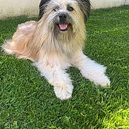 Rydji participe au concours pour gagner de l'argent avec cette photo : animal, backyard, canine, daytime, dog, fence, fluffy, fur, grass, green, happy, laying, nature, outdoor, paw, pet, relaxed, smiling, sunlight, tongue_out