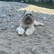 Rydji participe au concours pour gagner de l'argent avec cette photo : animal, canine, daylight, dog, fluffy, forest, grass, happy, lying_down, nature, outdoor, pet, relaxed, riverbank, rocks, sand, scenic, smiling, tongue_out, water