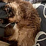 Rio participe au concours pour gagner de l'argent avec cette photo : animal, bed, black, brown, cat, cozy, curious, cute, domestic, fluffy, fur, indoor, lying_down, pet, pillow, relaxed, sleepy, soft, star, whiskers