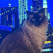 Rio participe au concours pour gagner de l'argent avec cette photo : cat, fluffy, night, cityscape, skyscraper, lights, urban, pet, feline, portrait, animal, indoor, majestic, fur, whiskers, blue, background, building, window, glow