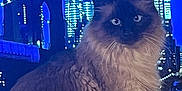 Rio participe au concours pour gagner de l'argent avec cette photo : animal, background, blue, building, cat, cityscape, feline, fluffy, fur, glow, indoor, lights, majestic, night, pet, portrait, skyscraper, urban, whiskers, window