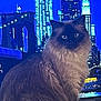 cat, fluffy, night, cityscape, skyscraper, lights, urban, pet, feline, portrait, animal, indoor, majestic, fur, whiskers, blue, background, building, window, glow