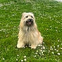 dog, grass, flowers, daisies, outdoor, nature, greenery, pet, canine, fur, field, happy, sitting, sunlight, daytime, smiling, animal, spring, meadow, scenery