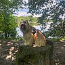 animal, calm_water, canopy, dog, forest, greenery, happy, lake, nature, outdoor, panting, peaceful, pet, scenic, shade, shaggy_coat, summer, sunlight, tree_stump, trees