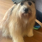 Ridgy a rejoint le concours — aidez-le/la à gagner de superbes lots ! animal, background, black_nose, brown_fur, canine, casual, companion, dog, flat_cap, fluffy, footwear, hat, home, human_leg, indoor, long_hair, pet, shaggy_coat, sitting, wooden_floor