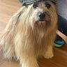 animal, background, black_nose, brown_fur, canine, casual, companion, dog, flat_cap, fluffy, footwear, hat, home, human_leg, indoor, long_hair, pet, shaggy_coat, sitting, wooden_floor