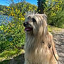 dog, fluffy, nature, outdoor, yellow_flowers, lake, sunny, greenery, path, leash, happy, tongue_out, fur, tree, grass, summer, pet, canine, daylight, scenic