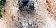 Ridgy participe au concours pour gagner de l'argent avec cette photo : animal, canine, close_up, cute, dog, ears, fluffy, furry, grass, long_hair, lying_down, muzzle, nature, nose, outdoor, paw, pet, relaxed, resting, shaggy
