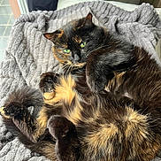 Nabou a rejoint le concours — aidez-le/la à gagner de superbes lots ! cat, tortoiseshell, green_eyes, fur, fluffy, relaxed, cozy, blanket, knitted, indoor, pet, animal, cute, sleepy, resting, paw, whiskers, tail, feline, portrait