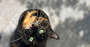 Nabou a rejoint le concours — aidez-le/la à gagner de superbes lots ! cat, tortoiseshell_cat, green_eyes, outdoor, looking_up, whiskers, shadow, stone_pavement, pet, animal, feline, cute, curious, sitting, mammal, close_up, fur, portrait, daylight, nature
