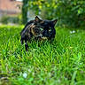 Nabou participe au concours pour gagner de l'argent avec cette photo : cat, tortoiseshell, green_eyes, grass, outdoor, nature, animal, pet, feline, crouching, focus, blurred_background, lush, vibrant, sunlight, greenery, whiskers, alert, closeup, mammal