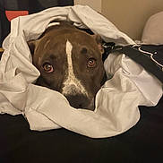 Spike participe au concours pour gagner de l'argent avec cette photo : dog, blanket, brown_dog, white_markings, bedroom, indoor, cozy, pet, animal, looking, face, ears, fur, resting, comfort, warm, snuggled, cute, expression, closeup