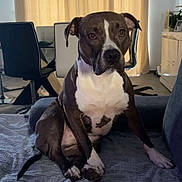 Spike participe au concours pour gagner de l'argent avec cette photo : animal, blanket, brown, calm, canine, companion, couch, curtains, dog, domestic_animal, floor, furniture, home, indoor, living_room, modern, pet, portrait, sitting, white