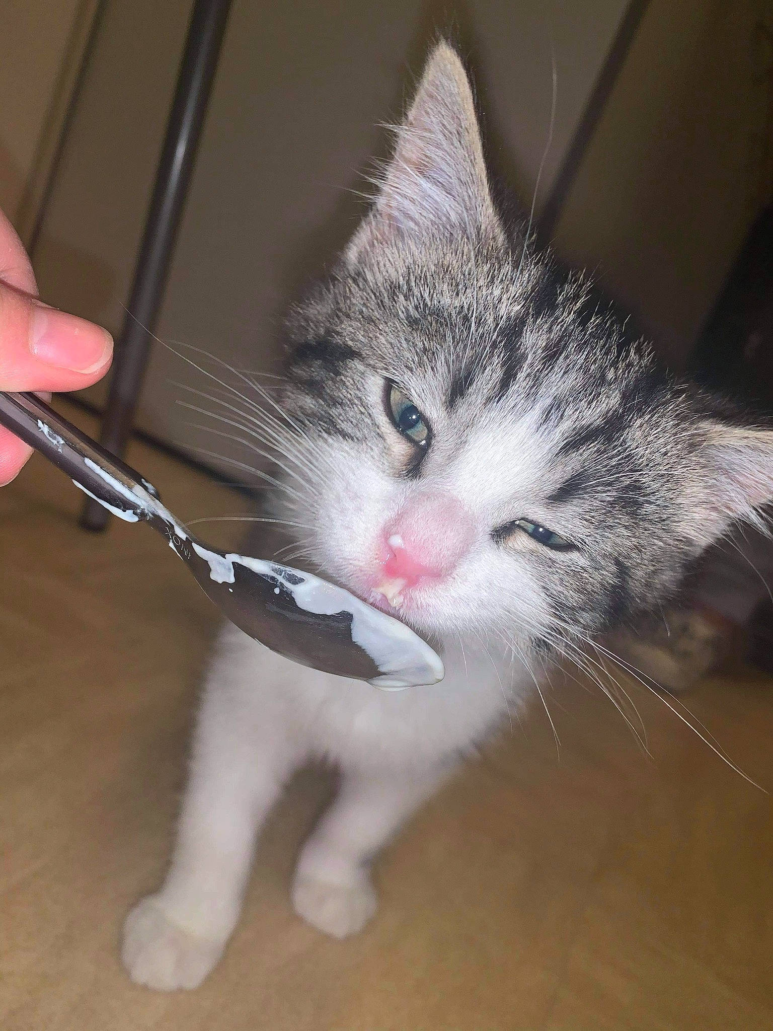 Malo a rejoint le concours — aidez-le/la à gagner de superbes lots ! carnivore, cat, claw, curious, domestic_short_haired_cat, felidae, fur, kitchen_utensil, kitten, nail, paw, pet_supply, skin, small_to_medium_sized_cats, snout, tabby_cat, vertebrate, whiskers