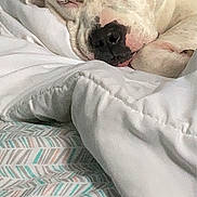 Chapo joined the competition — help win amazing prizes! animal, bed, blanket, closeup, comforter, cozy, cute, dog, ear, fur, indoor, nose, peaceful, pet, relaxing, resting, sleeping, snout, soft, white_dog