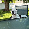 Chapo joined the competition — help win amazing prizes! backyard, black_patch, canine, daytime, dog, fence, garden, glass_table, grass, house, nature, outdoor, patio_chair, pet, relaxed, shade, summer, sunlight, tree, white_dog