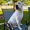 Chapo joined the competition — help win amazing prizes! animal, backyard, blue_chair, calm, canine, chair, curious, daylight, dog, fence, green_grass, leaves, nature, outdoor, pet, portrait, sitting, sunlight, tree, white_dog