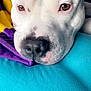 Chapo is registered to the contest to win money with this photo: animal, blanket, blue_surface, brown_eyes, calm, close_up, cute, dog, face, fur, indoor, nose, pet, portrait, purple_blanket, relaxed, resting, snout, white_dog, yellow_blanket