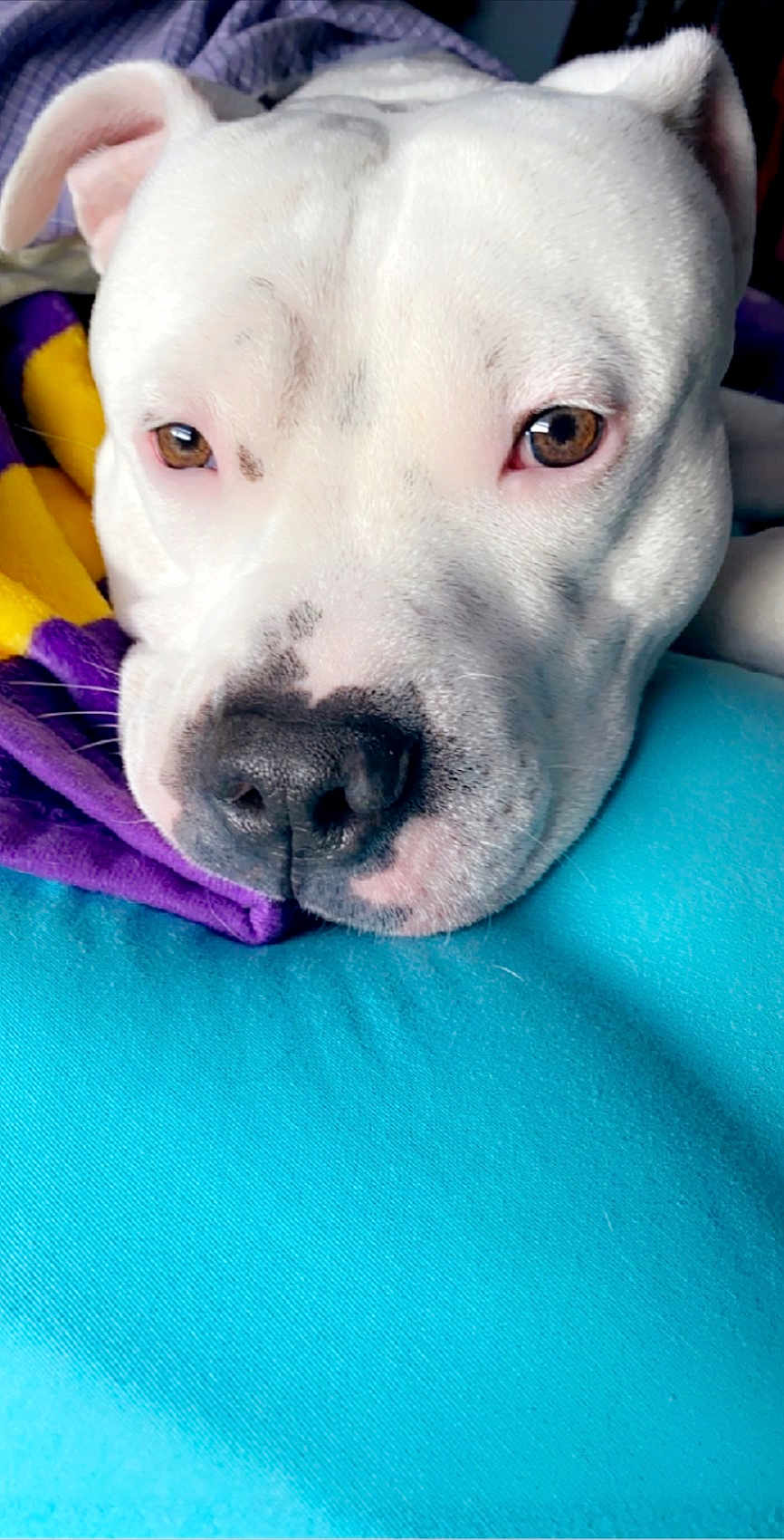 Chapo