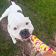 Chapo is registered to the contest to win money with this photo: active, animal, black_spots, canine, chewing, closeup, daylight, dog, fun, grass, greenery, happy, nature, outdoor, pet, playful, rope_toy, smiling, tongue, white_dog