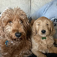 Tink joined the competition — help win amazing prizes! dog, puppy, brown_fur, curly_fur, light_fur, pet, animal, couch, indoor, relaxed, cute, companion, furry, sitting, friendship, cozy, collar, domestic, cute_puppy, canine