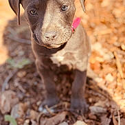 Luna joined the competition — help win amazing prizes! animal, boxer, bulldog, canine, dog, grass, greatdane, hound, labradorretriever, leaf, pet, pitbull, plant, pointer, puppy, snout, terrier, whitedog