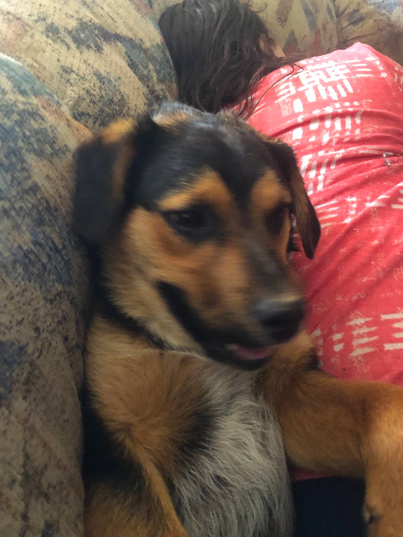 Midnite joined the competition — help win amazing prizes! canidae, carnivore, companion_dog, dog, dog_breed, ear, fawn, fur, guard_dog, heat, paw, puppy, sporting_group, terrestrial_animal, whiskers, working_dog