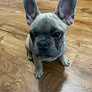 Dumbo joined the competition — help win amazing prizes! adorable, animal, canine, companion, cute, dog, domestic_animal, ears, floor, french_bulldog, fur, indoor, looking_up, mammal, pet, puppy, sitting, small_dog, wooden_floor, young
