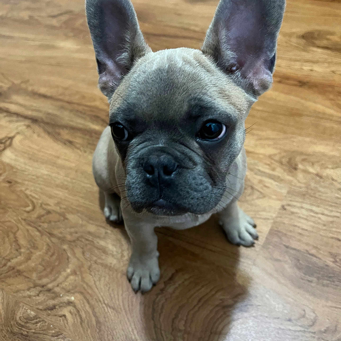 Dumbo