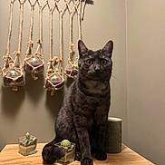 Jack a rejoint le concours — aidez-le/la à gagner de superbes lots ! animal, black_cat, brown, cactus, cat, cozy, curious, decor, feline, furniture, green_plant, home_decor, indoor, macrame, pet, plant, sitting, small_plant, wall_hanging, wooden_table