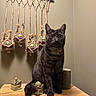 animal, black_cat, brown, cactus, cat, cozy, curious, decor, feline, furniture, green_plant, home_decor, indoor, macrame, pet, plant, sitting, small_plant, wall_hanging, wooden_table