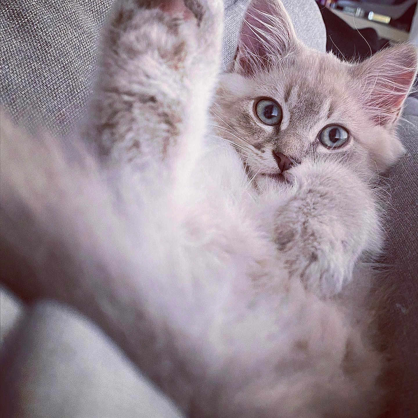 Yuki a rejoint le concours — aidez-le/la à gagner de superbes lots ! animal, blue_eyes, cat, close_up, couch, curious, cute, domestic, ears, fluffy, furry, indoor, kitten, mammal, nose, paw, pet, relaxed, soft, whiskers