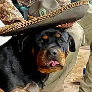 Olive joined the competition — help win amazing prizes! animal, black_fur, brown_floor, camo_clothing, can, casual, closeup, companion, dog, expression, face, hat, indoor, khaki_pants, person, pet, rottweiler, sitting, sombrero, tongue_out