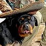 animal, black_fur, brown_floor, camo_clothing, can, casual, closeup, companion, dog, expression, face, hat, indoor, khaki_pants, person, pet, rottweiler, sitting, sombrero, tongue_out