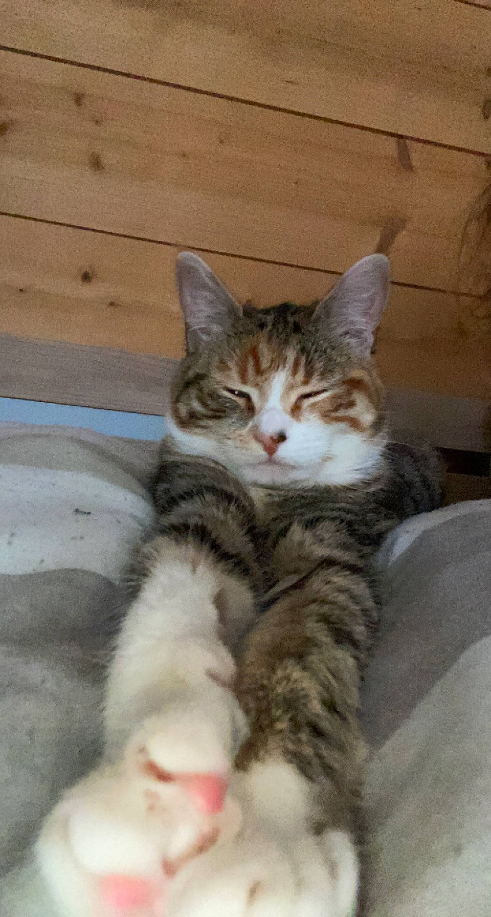 Tigroune a rejoint le concours — aidez-le/la à gagner de superbes lots ! carnivore, cat, claw, comfort, domestic_short_haired_cat, fawn, felidae, foot, fur, nap, paw, sitting, sleep, small_to_medium_sized_cats, snout, tail, terrestrial_animal, whiskers, wood