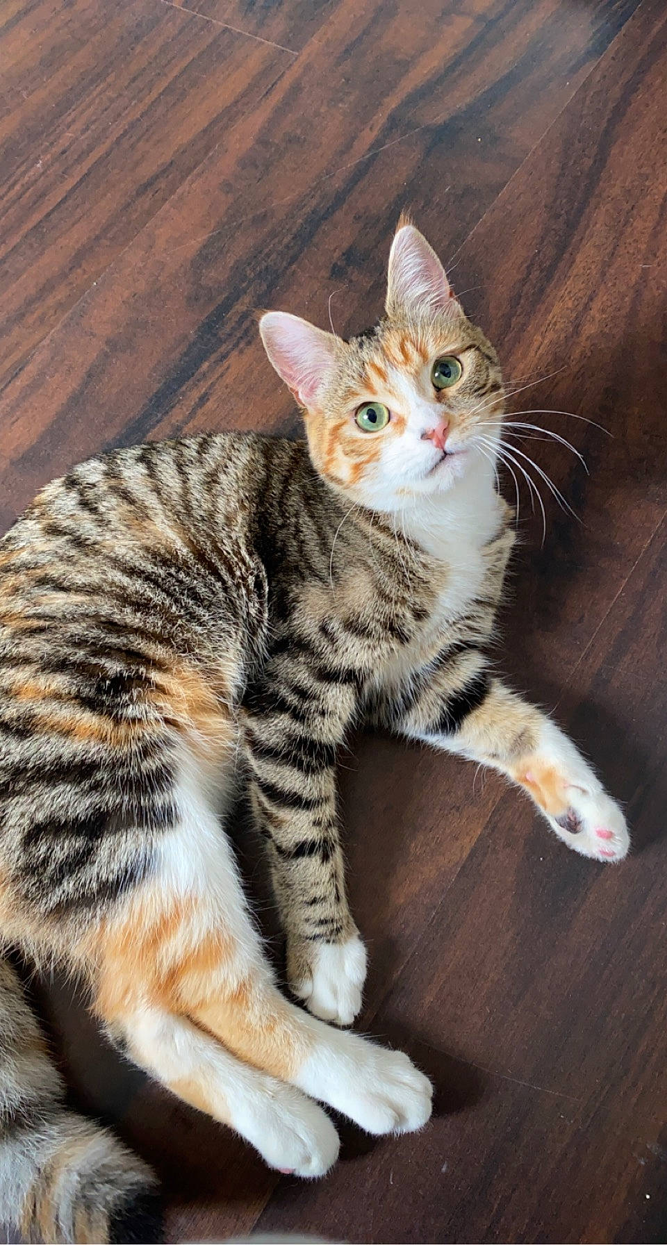 Tigroune a rejoint le concours — aidez-le/la à gagner de superbes lots ! carnivore, cat, claw, domestic_short_haired_cat, eye, fawn, felidae, foot, fur, head, human_body, paw, sitting, small_to_medium_sized_cats, snout, tail, terrestrial_animal, toe, whiskers, wildlife