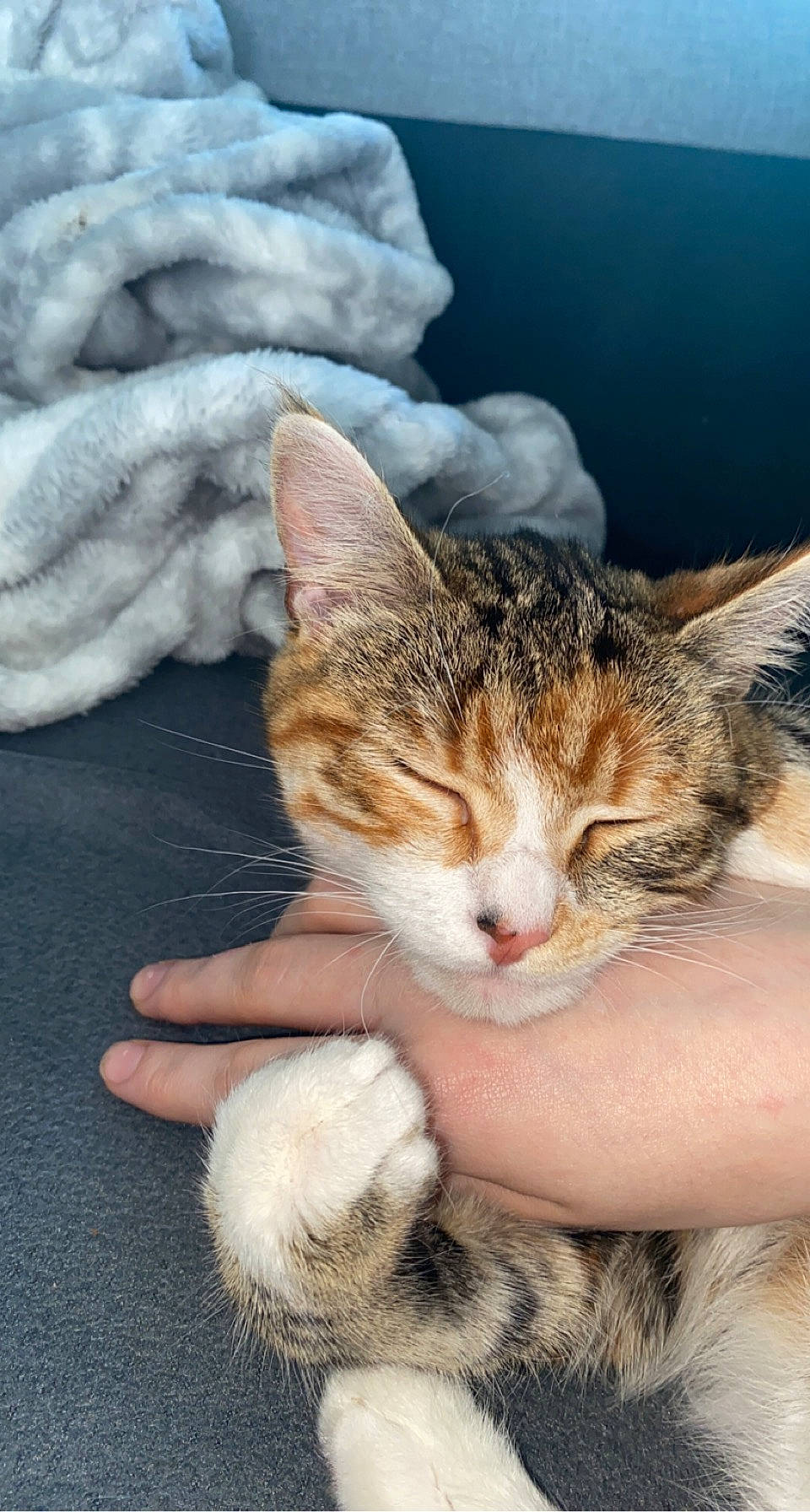 Tigroune a rejoint le concours — aidez-le/la à gagner de superbes lots ! carnivore, cat, claw, comfort, domestic_short_haired_cat, fawn, felidae, fur, grass, nail, paw, plant, sitting, small_to_medium_sized_cats, snout, tail, tree, whiskers, window