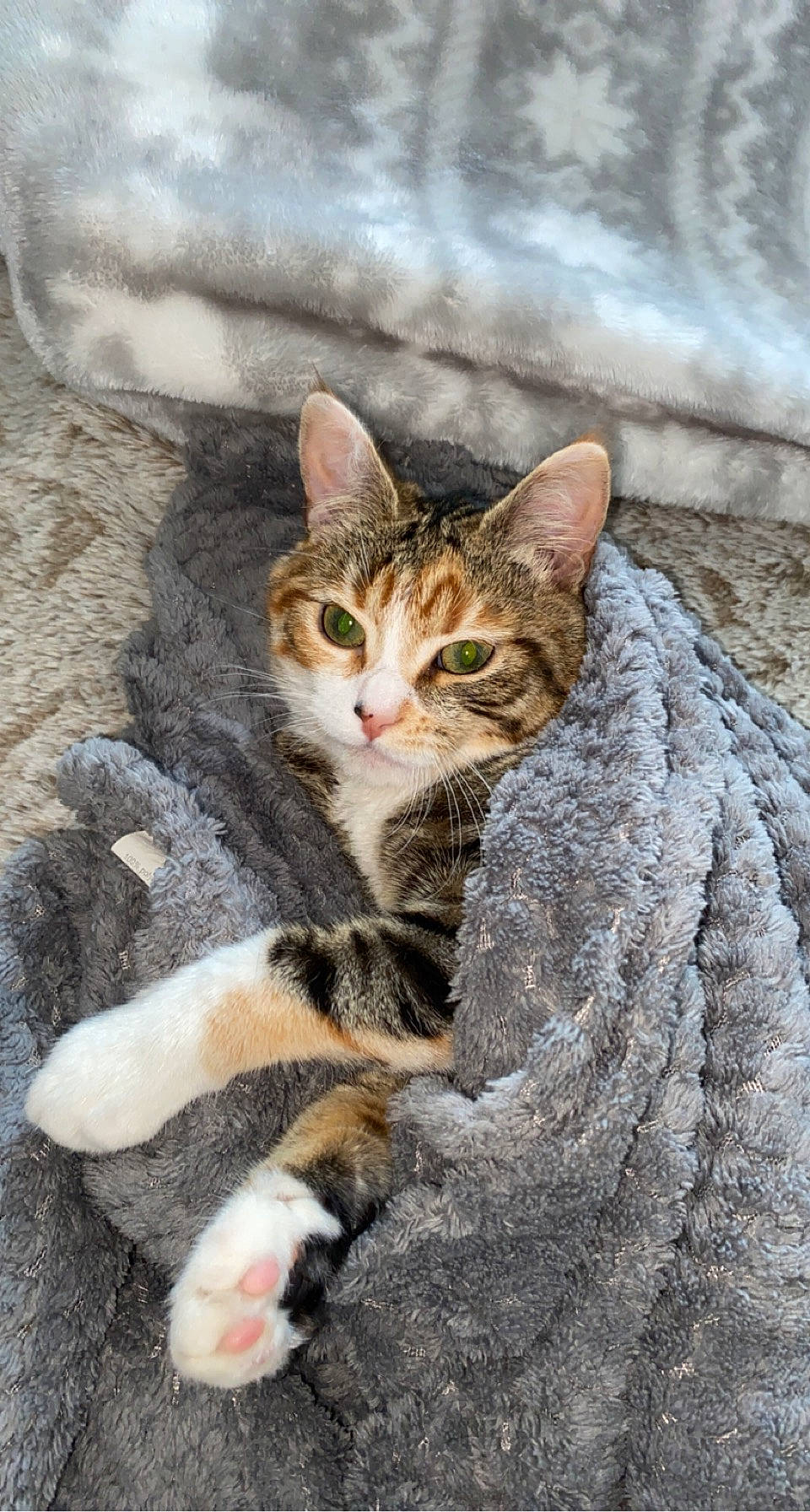 Tigroune participe au concours pour gagner de l'argent avec cette photo : bedrock, carnivore, cat, claw, domestic_short_haired_cat, door, felidae, fur, grass, paw, rock, sand, sitting, small_to_medium_sized_cats, snout, tail, terrestrial_animal, tree, whiskers, wildlife