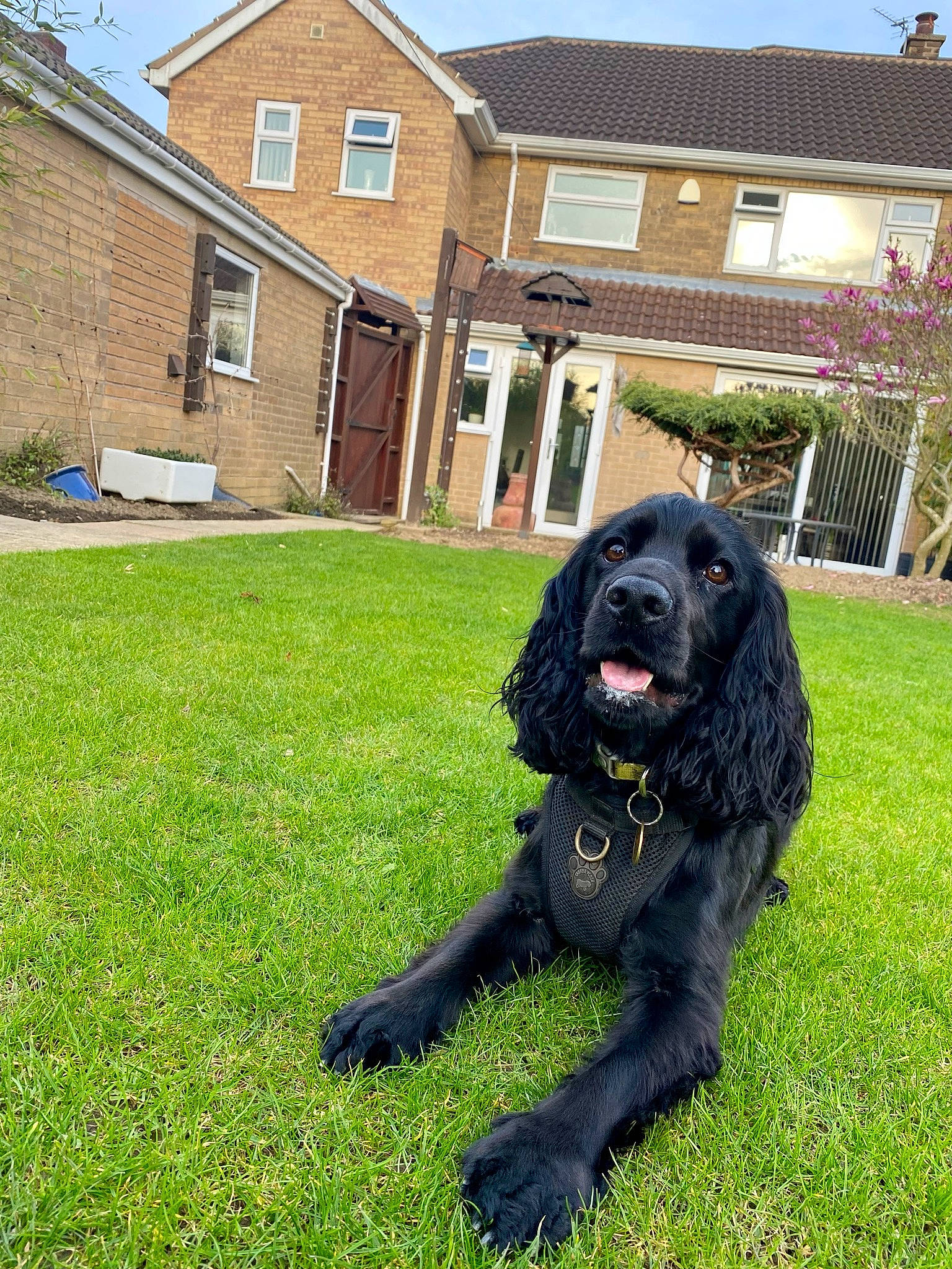 Colby joined the competition — help win amazing prizes! borador, building, canidae, carnivore, companion_dog, dog, dog_breed, fur, grass, guard_dog, gun_dog, house, plant, retriever, sky, snout, sporting_group, window, working_animal, working_dog