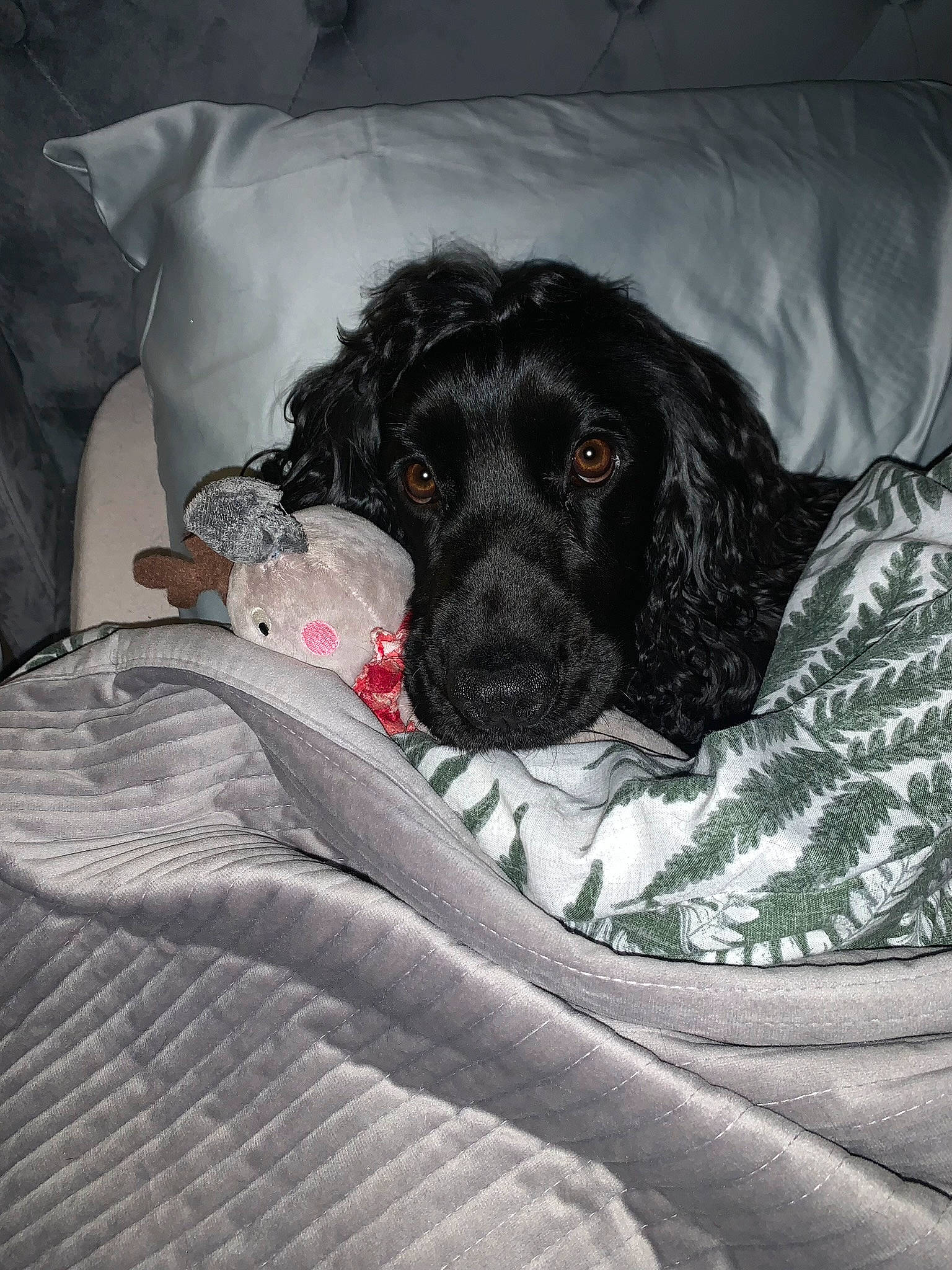 Colby is registered to the contest to win money with this photo: bed, bedding, canidae, carnivore, comfort, companion_dog, dog, dog_breed, dog_collar, dog_supply, fur, grey, gun_dog, linens, liver, pattern, snout, spaniel, sporting_group, working_animal