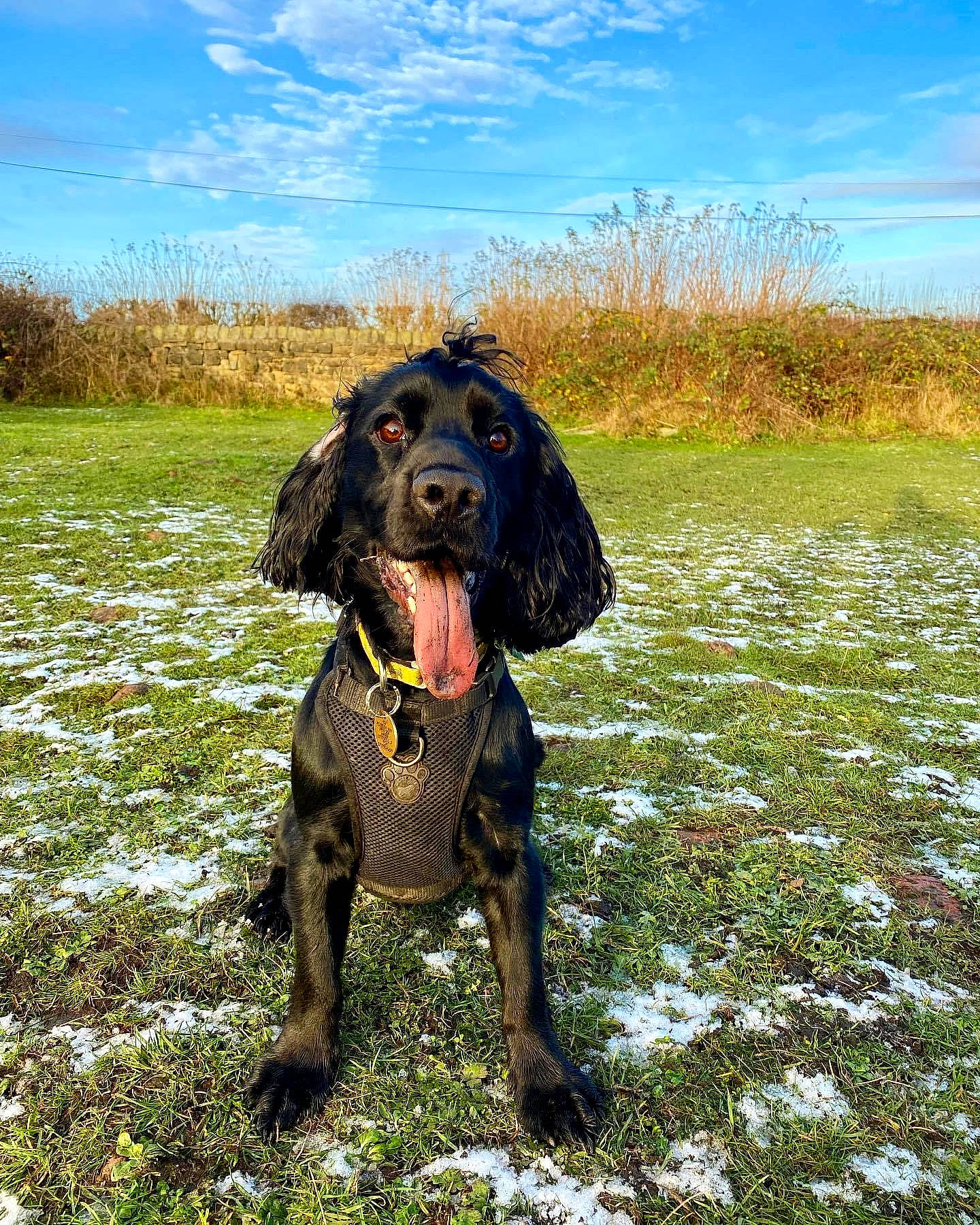 Colby is registered to the contest to win money with this photo: canidae, carnivore, cloud, collar, companion_dog, dog, dog_breed, dog_collar, fawn, grass, grassland, gun_dog, liver, plant, sky, snout, sporting_group, terrestrial_animal, water_dog, working_animal