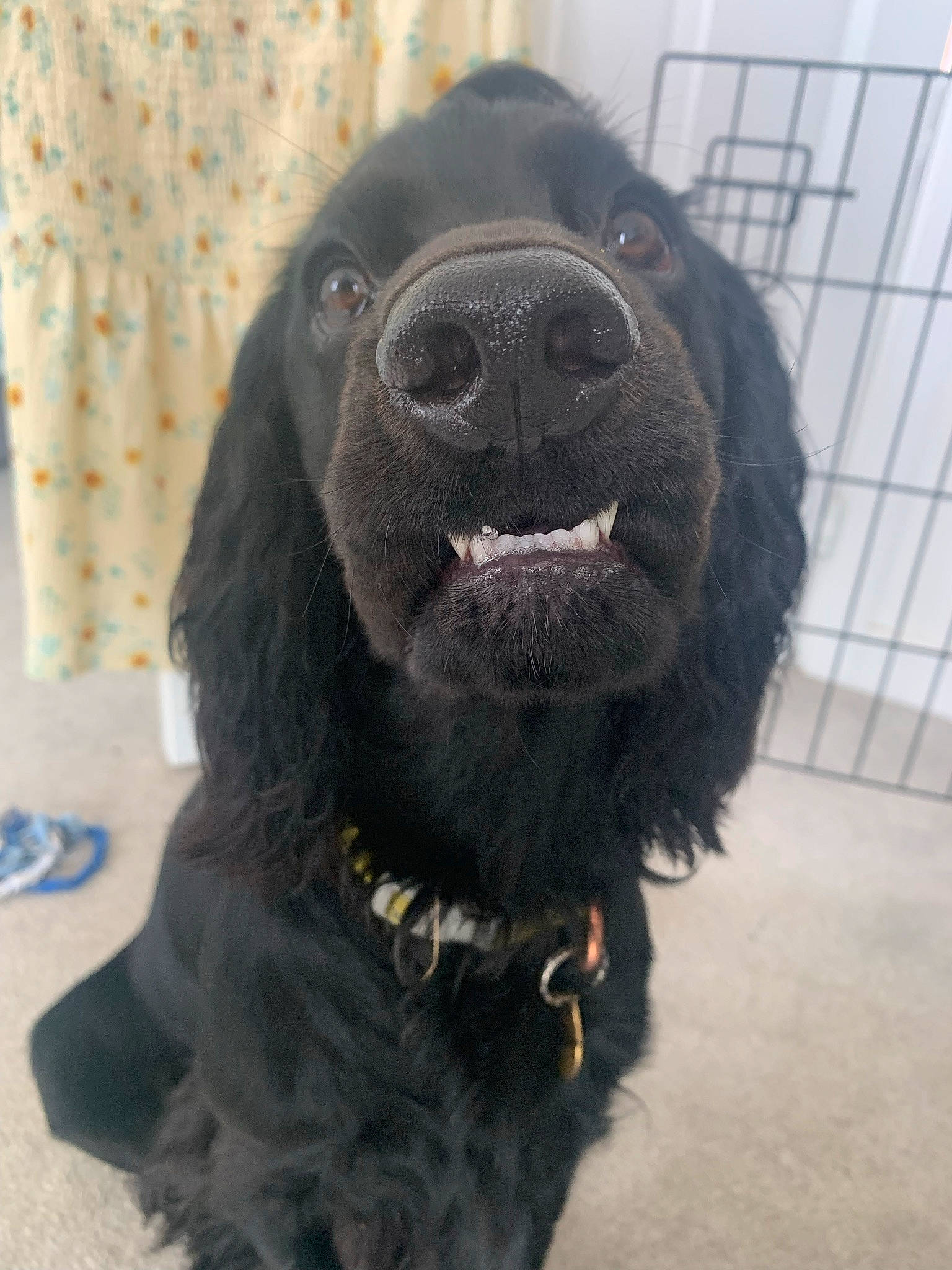 Colby is registered to the contest to win money with this photo: borador, canidae, carnivore, cocker_spaniel, collar, companion_dog, dog, dog_breed, dog_collar, fur, gun_dog, leash, liver, pet_supply, snout, spaniel, sporting_group, terrestrial_animal, whiskers, working_animal