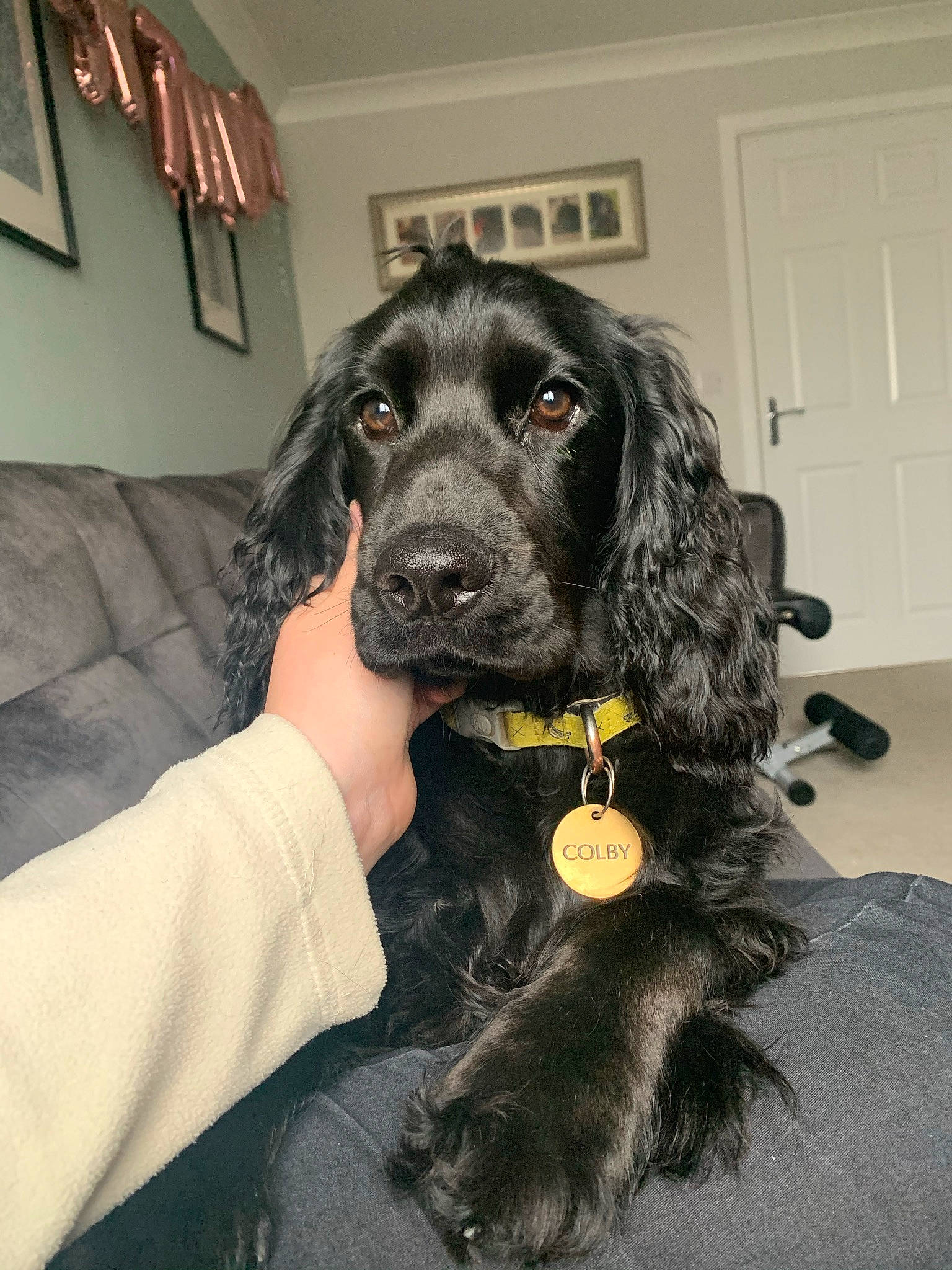 Colby joined the competition — help win amazing prizes! canidae, carnivore, comfort, companion_dog, couch, dog, dog_breed, dog_collar, door, fur, gun_dog, liver, mammal, picture_frame, snout, spaniel, sporting_group, wall_plate, working_animal