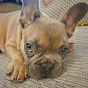 Steve joined the competition — help win amazing prizes! adorable, animal, brown, close_up, cute, dog, ears, eyes, fabric, face, french_bulldog, indoor, lying_down, nose, paw, pet, puppy, resting, texture, whiskers