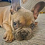 adorable, animal, brown, close_up, cute, dog, ears, eyes, fabric, face, french_bulldog, indoor, lying_down, nose, paw, pet, puppy, resting, texture, whiskers