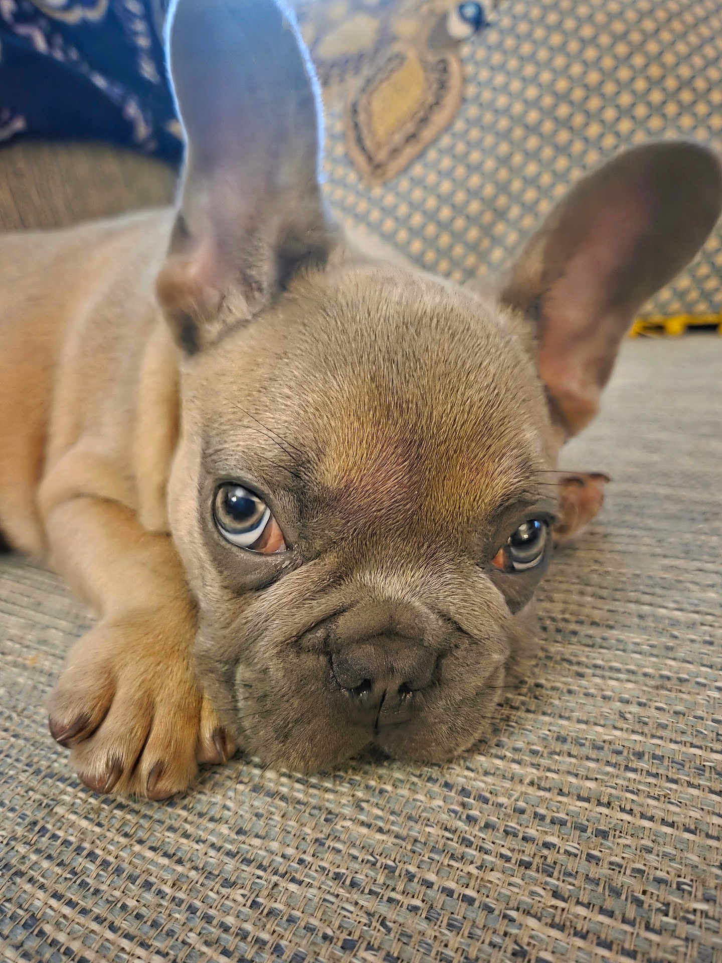 Steve