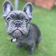 Blue joined the competition — help win amazing prizes! dog, puppy, french_bulldog, close_up, outdoor, grass, ears, cute, pet, animal, portrait, young, wrinkles, collar, green, blurred_background, nose, sitting, curious, face